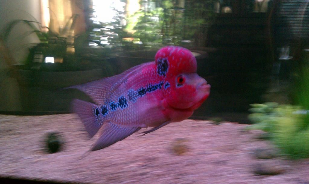 Female Flowerhorn Fish