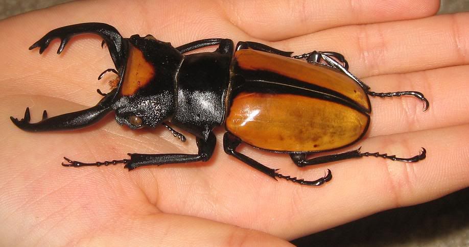 beetle5.jpg