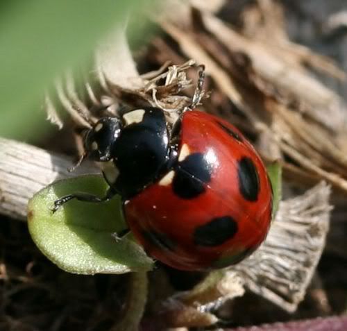 Ladybug Pictures, Images and Photos