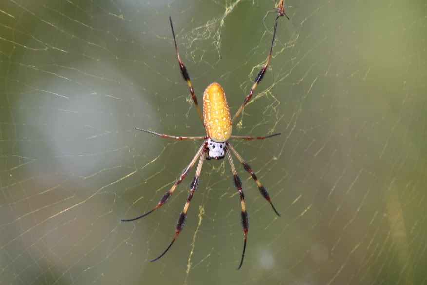 IMAGE: http://img.photobucket.com/albums/v22/blackrhino12/IMG_1475.jpg