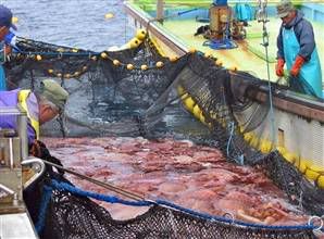 Mmmm, doesn't that look good?