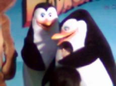 penguins~!
