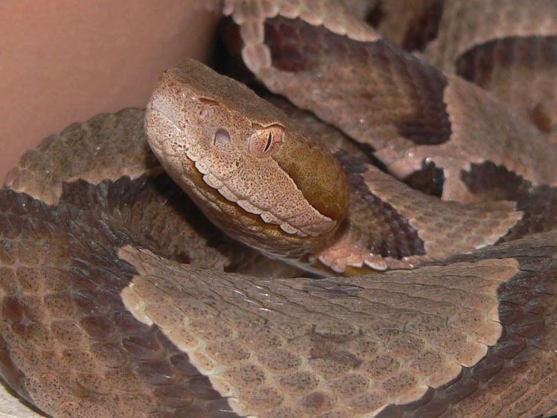 CopperHead.jpg