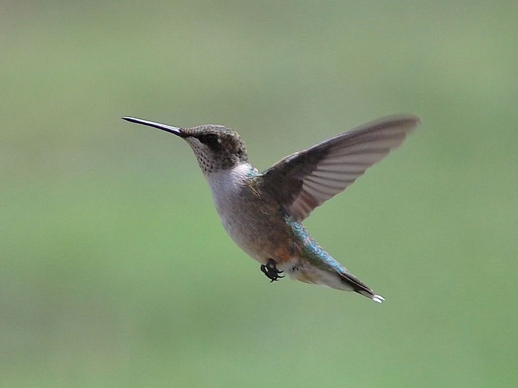 HummingBird.jpg