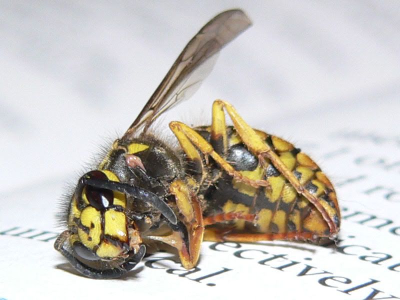 YellowJacket_2.jpg