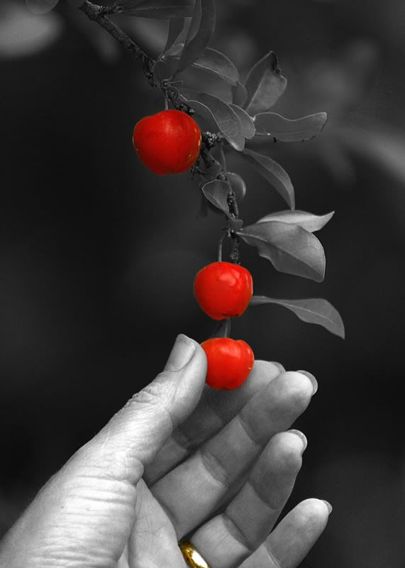 IMAGE: http://img.photobucket.com/albums/v220/AnnGay/BW.jpg