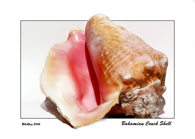IMAGE: http://img.photobucket.com/albums/v220/AnnGay/BahamianConchShell.jpg