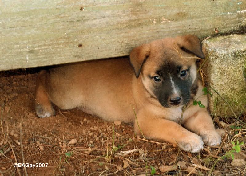 IMAGE: http://img.photobucket.com/albums/v220/AnnGay/BaileysSister1-web.jpg