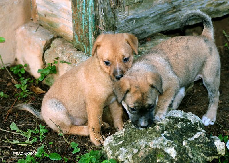 IMAGE: http://img.photobucket.com/albums/v220/AnnGay/BaileysSisters2-web.jpg