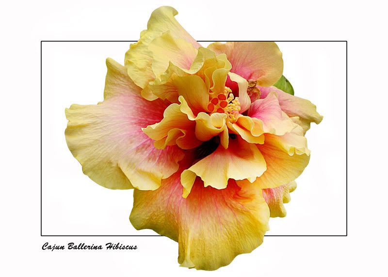 IMAGE: http://img.photobucket.com/albums/v220/AnnGay/CajunBallerina.jpg