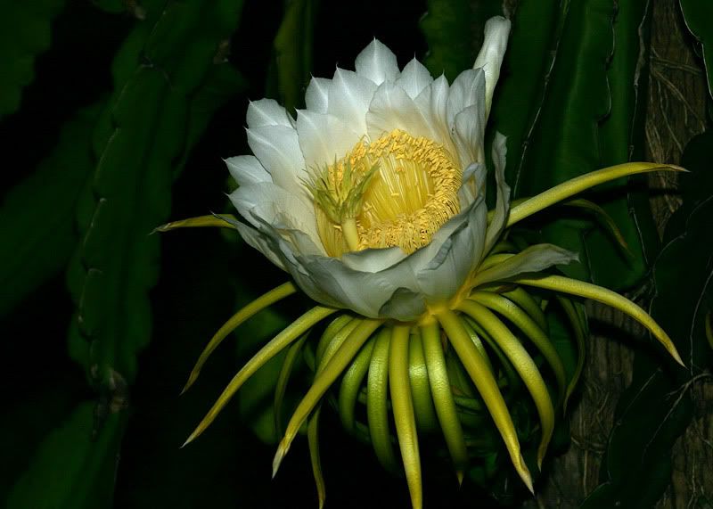IMAGE: http://img.photobucket.com/albums/v220/AnnGay/Cereus1036Bweb.jpg