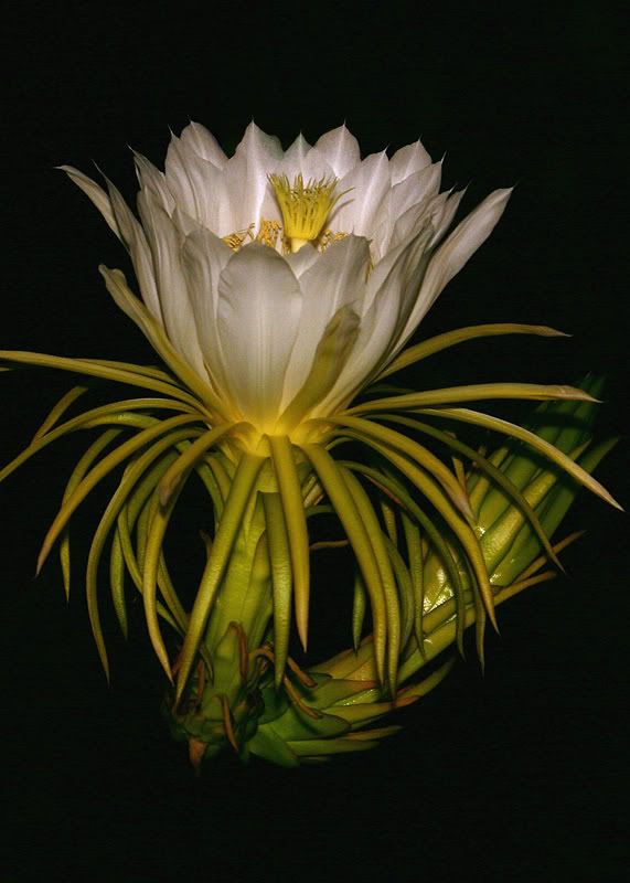 IMAGE: http://img.photobucket.com/albums/v220/AnnGay/Cereus1042web.jpg
