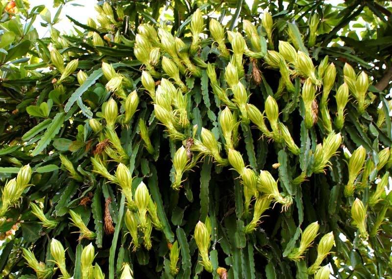 IMAGE: http://img.photobucket.com/albums/v220/AnnGay/CereusBuds1049web.jpg