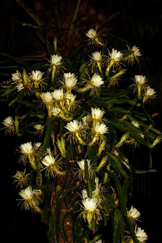 IMAGE: http://img.photobucket.com/albums/v220/AnnGay/CereusGroup1047web.jpg