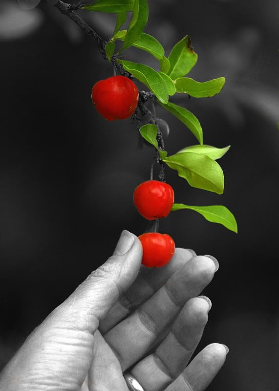 IMAGE: http://img.photobucket.com/albums/v220/AnnGay/CherryPickinBW.jpg