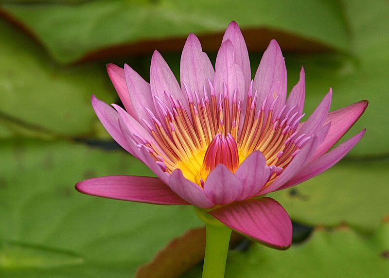 IMAGE: http://img.photobucket.com/albums/v220/AnnGay/IMG_1211.jpg