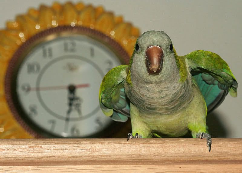 IMAGE: http://img.photobucket.com/albums/v220/AnnGay/TimeTofly.jpg