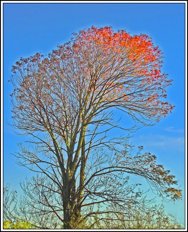 IMAGE: http://img.photobucket.com/albums/v220/AnnGay/TreeFlameFrameFinal.jpg