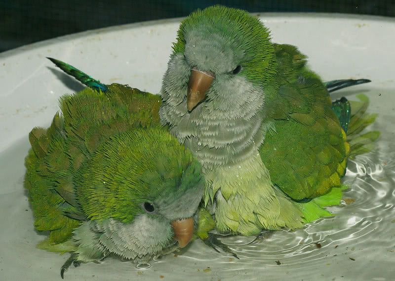 IMAGE: http://img.photobucket.com/albums/v220/AnnGay/bathtime.jpg