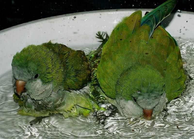 IMAGE: http://img.photobucket.com/albums/v220/AnnGay/bathtime2.jpg