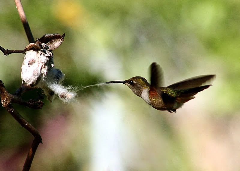 IMAGE: http://img.photobucket.com/albums/v220/AnnGay/birds/hummingbirds0488web.jpg