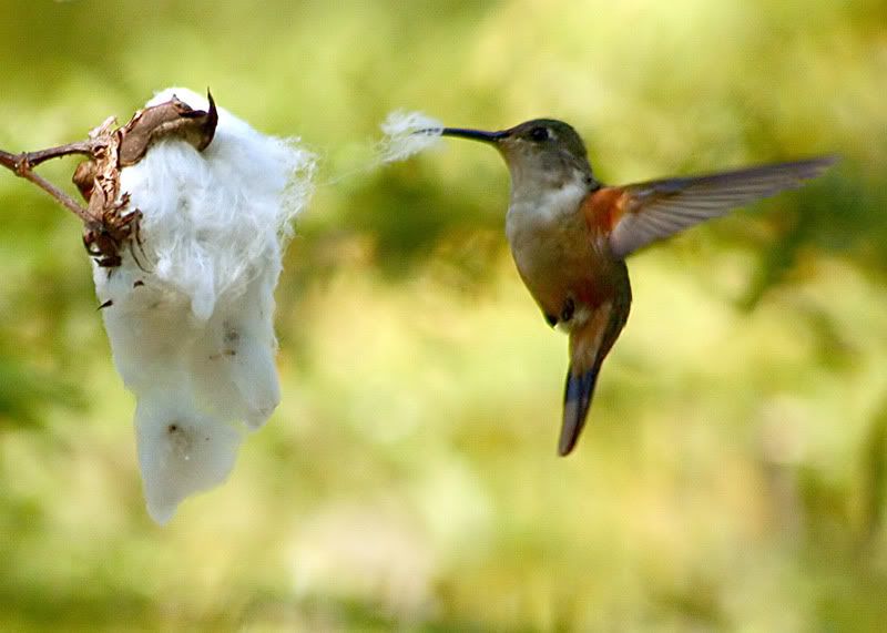 IMAGE: http://img.photobucket.com/albums/v220/AnnGay/birds/hummingbirds0489web.jpg