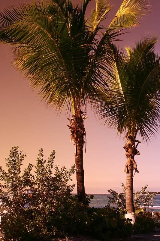 IMAGE: http://img.photobucket.com/albums/v220/AnnGay/goldpalmtrees.jpg