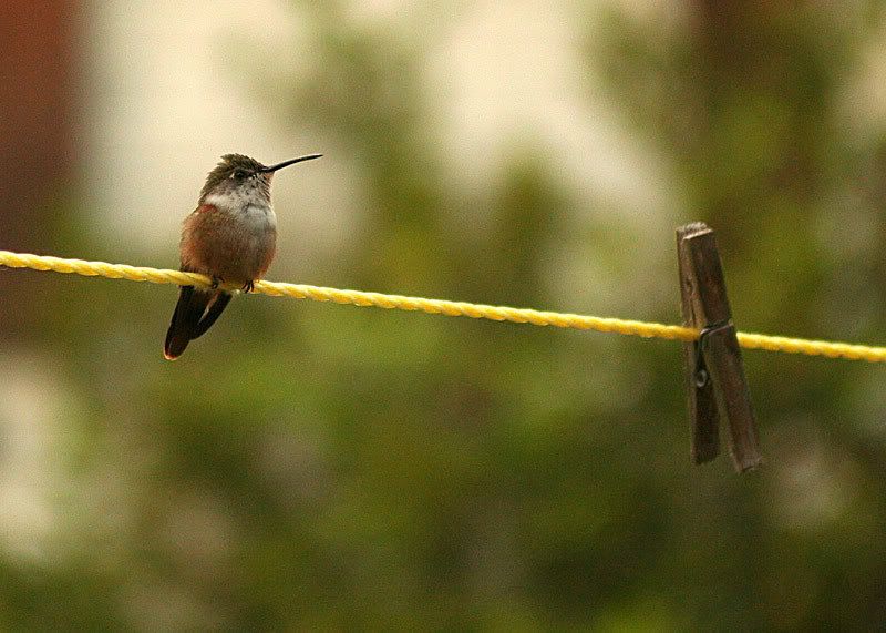 IMAGE: http://img.photobucket.com/albums/v220/AnnGay/hummingbird.jpg