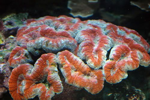 coral5_waik.jpg