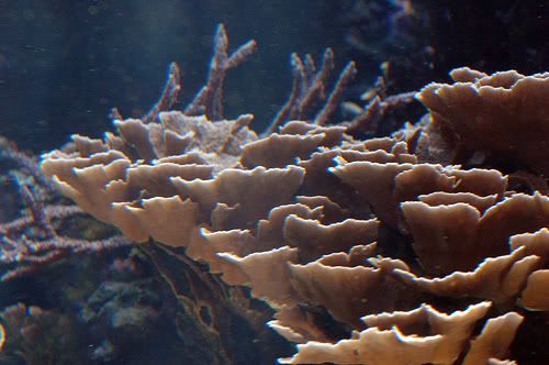 coral6_waik.jpg