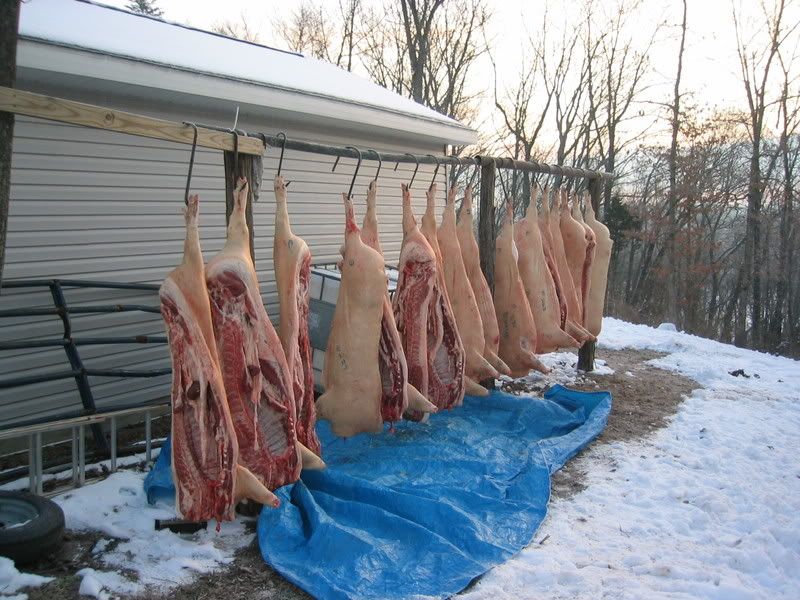 Butcher Hogs