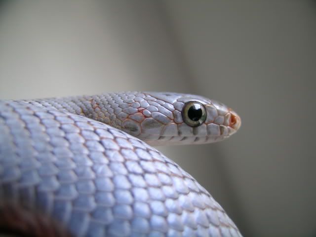 DSCN6287.jpg