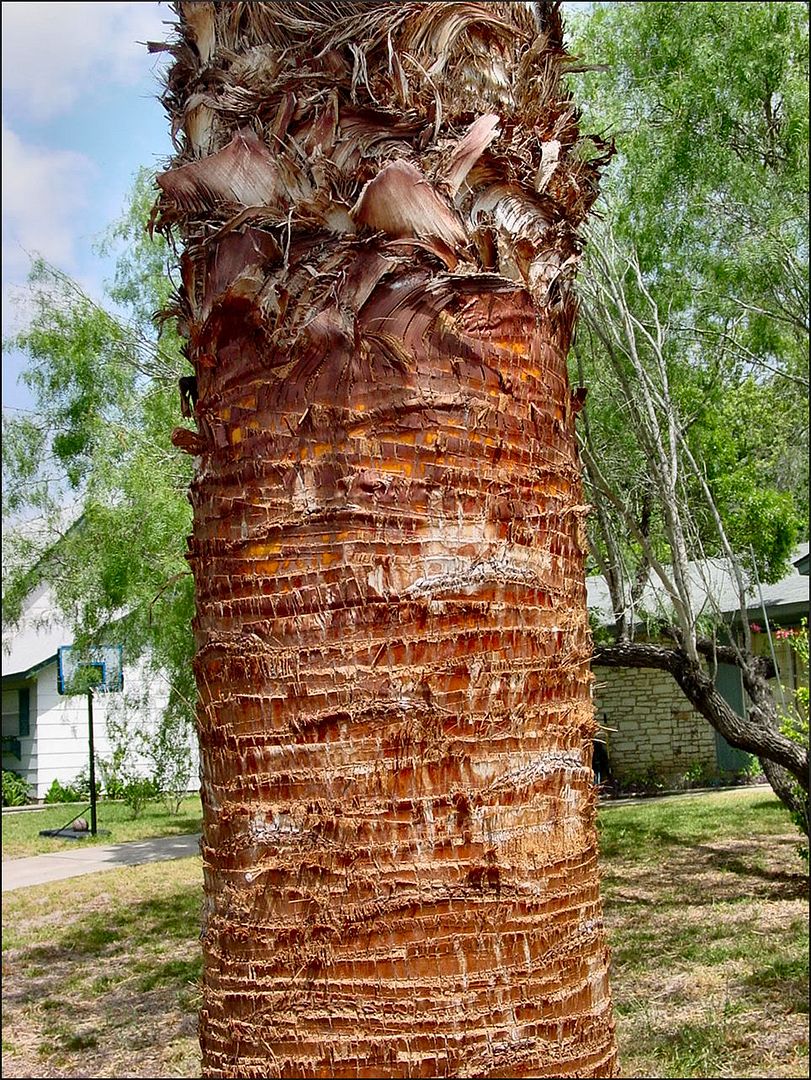 I give up. Tools for cleaning Mx fan palm trunk?