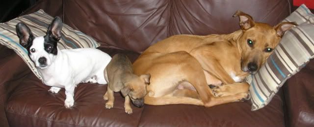 Mouse Tiny Xbreed Puppy Poss Whippet X Lurcher Link