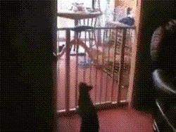 http://img.photobucket.com/albums/v220/kijuki/cat1.gif