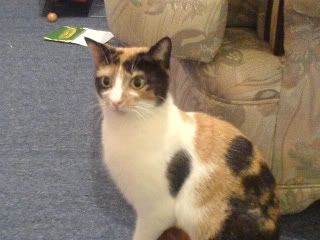 suki-1.jpg