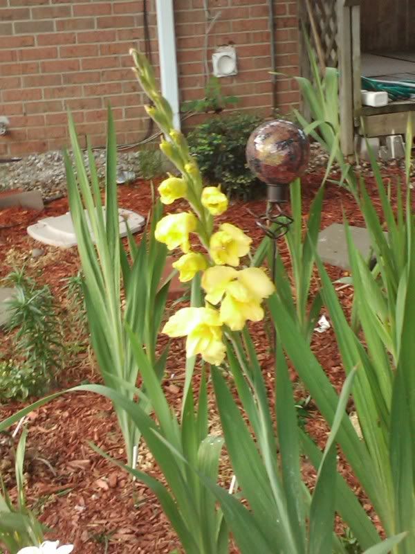 gladiolus blooming! pictures...