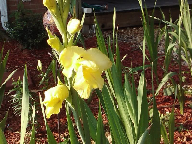 gladiolus blooming! pictures...