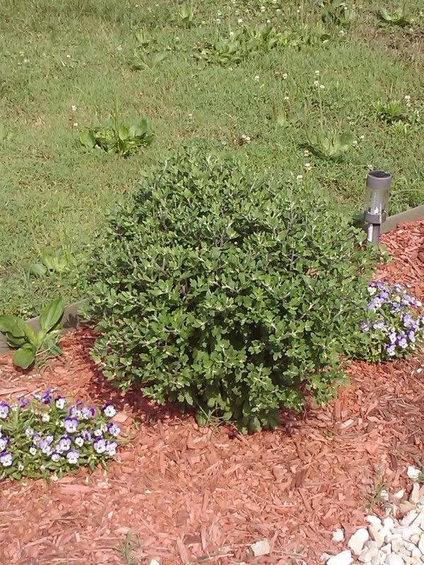 Why are my mums preparing to bloom? Should I cut them back?