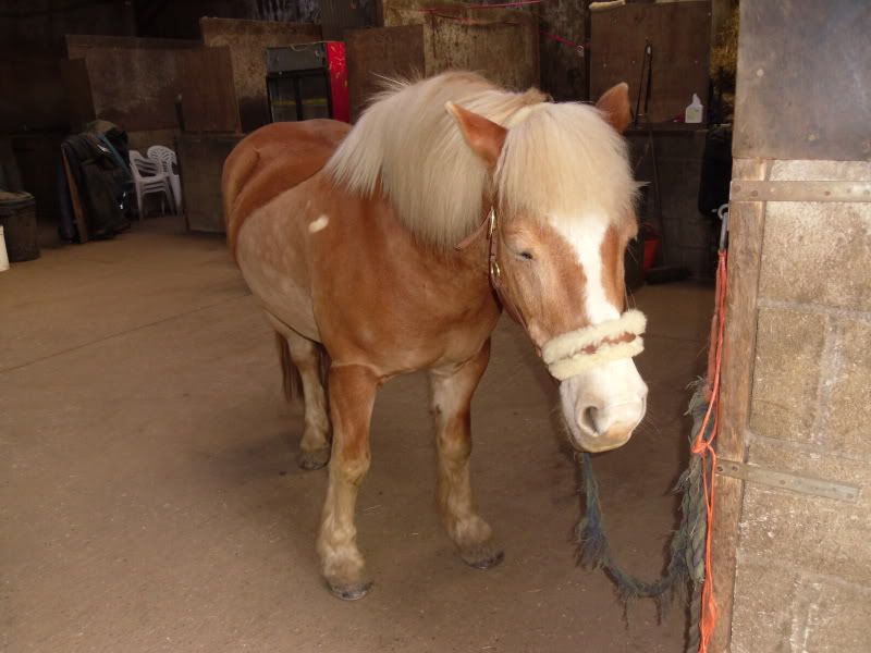 Pigeon Toed horses.....