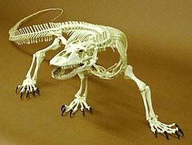 Dragon - wings