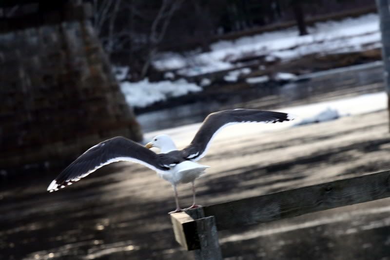 IMAGE: http://img.photobucket.com/albums/v221/SolraC13/IMG_0192.jpg