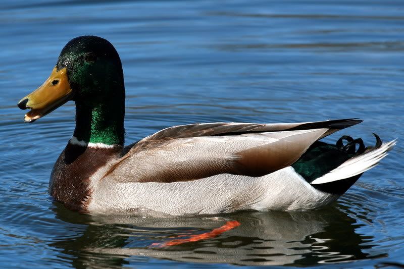 IMAGE: http://img.photobucket.com/albums/v221/SolraC13/IMG_1164.jpg