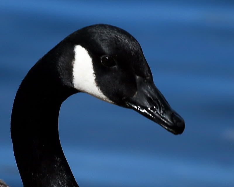 IMAGE: http://img.photobucket.com/albums/v221/SolraC13/IMG_1171crop.jpg