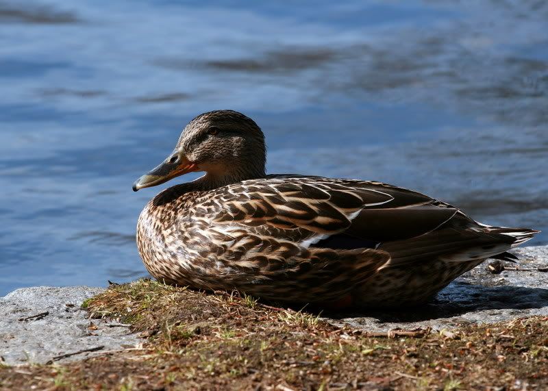 IMAGE: http://img.photobucket.com/albums/v221/SolraC13/IMG_1178.jpg