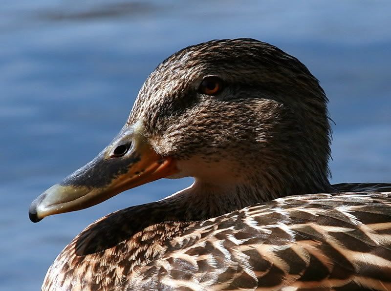 IMAGE: http://img.photobucket.com/albums/v221/SolraC13/IMG_1178crop2.jpg