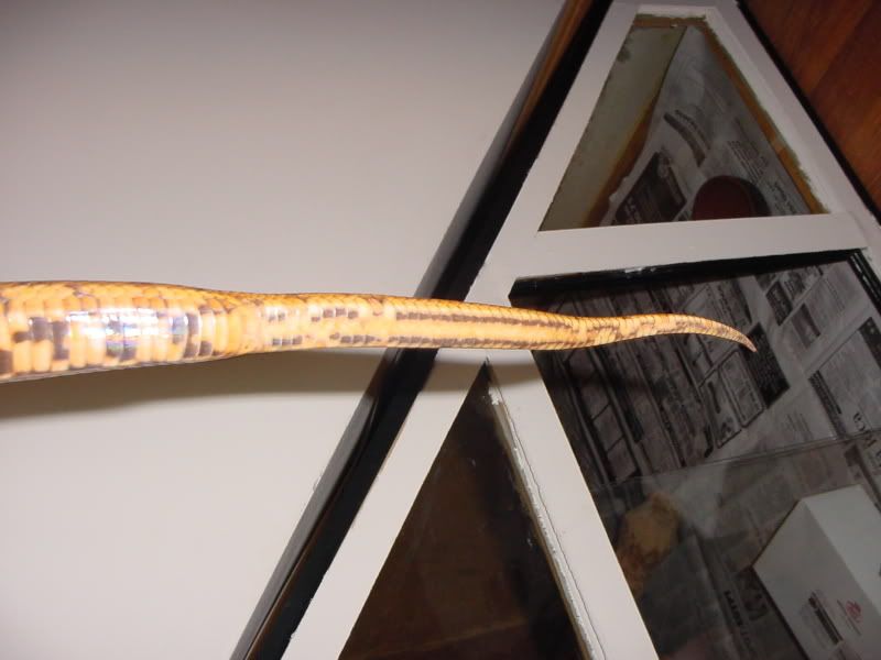 DSC02492.jpg