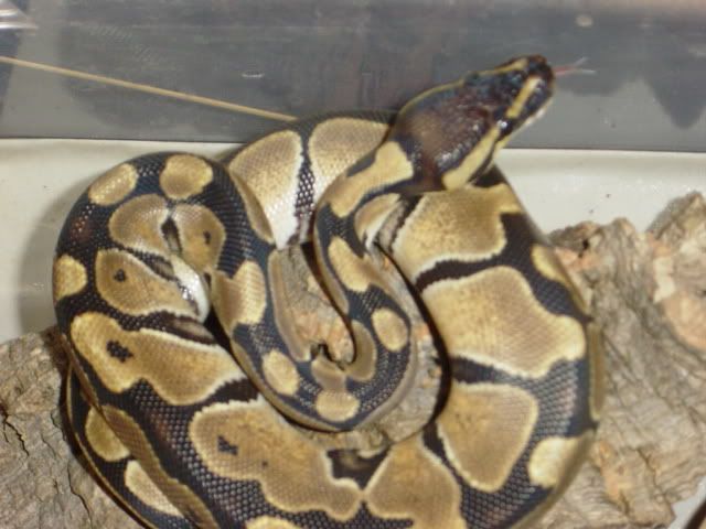maxssnake2.jpg