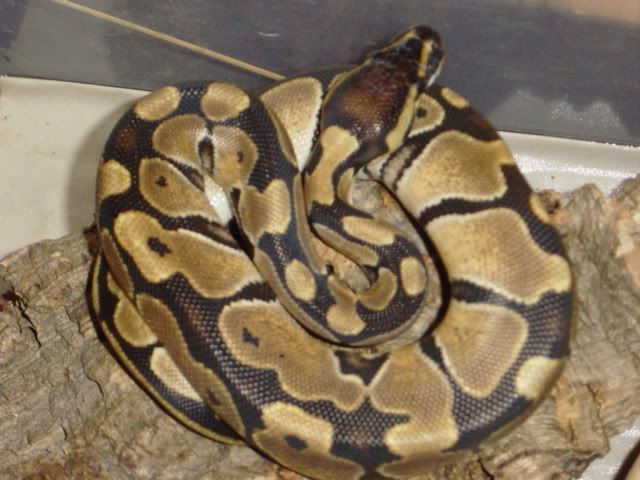maxssnake3.jpg