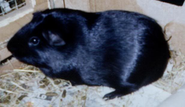 Dream-Aziraphale guinea pig